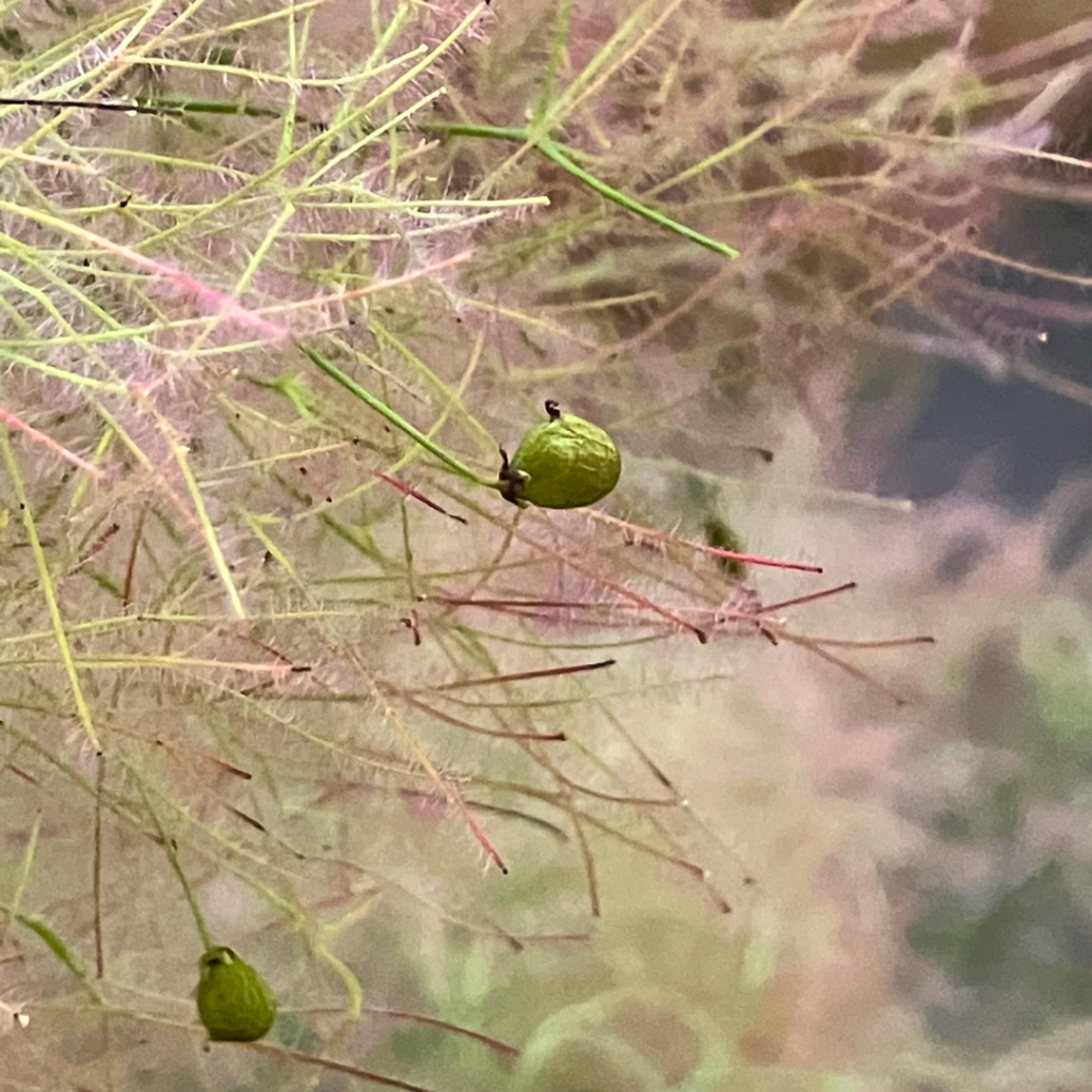 Cotinus coggygria